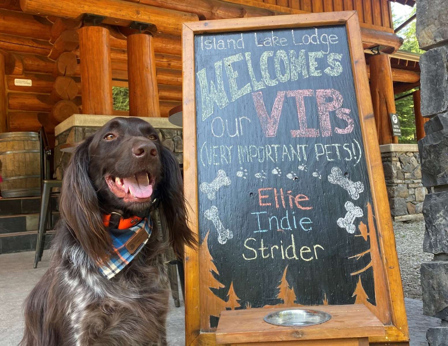 Pets at Island Lake Lodge